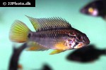 apistogramma macmasteri apistogramma macmasteri