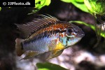 apistogramma macmasteri apistogramma macmasteri