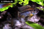 apistogramma macmasteri apistogramma macmasteri