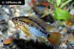apistogramma macmasteri apistogramma macmasteri