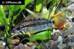apistogramma macmasteri apistogramma macmasteri