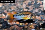apistogramma macmasteri apistogramma macmasteri
