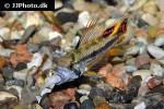 apistogramma macmasteri apistogramma macmasteri