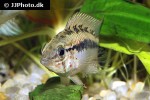 apistogramma macmasteri apistogramma macmasteri