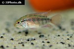 apistogramma macmasteri apistogramma macmasteri