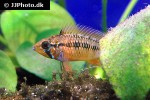 apistogramma macmasteri apistogramma macmasteri