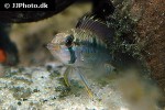 apistogramma macmasteri apistogramma macmasteri