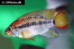 apistogramma macmasteri apistogramma macmasteri