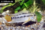 apistogramma macmasteri apistogramma macmasteri