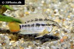 apistogramma macmasteri apistogramma macmasteri