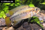 apistogramma macmasteri type2 apistogramma macmasteri type2