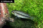 apistogramma megaptera apistogramma megaptera