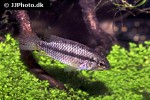 apistogramma megaptera apistogramma megaptera