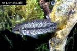 apistogramma megaptera apistogramma megaptera