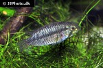 apistogramma megaptera apistogramma megaptera