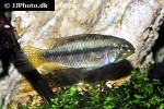 apistogramma megaptera apistogramma megaptera
