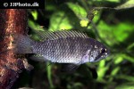 apistogramma megaptera apistogramma megaptera