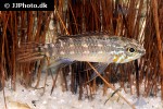 apistogramma mendezi apistogramma mendezi