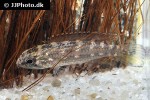 apistogramma mendezi apistogramma mendezi