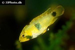 apistogramma nijsseni apistogramma nijsseni