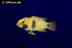 apistogramma nijsseni apistogramma nijsseni
