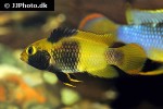 apistogramma nijsseni apistogramma nijsseni