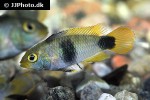 apistogramma nijsseni apistogramma nijsseni