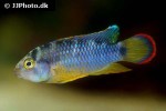 apistogramma nijsseni apistogramma nijsseni