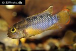 apistogramma nijsseni apistogramma nijsseni