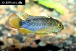 apistogramma nijsseni apistogramma nijsseni
