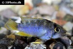 apistogramma nijsseni apistogramma nijsseni