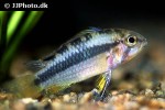 apistogramma norberti apistogramma norberti
