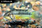 apistogramma norberti apistogramma norberti