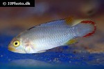 apistogramma panduro apistogramma panduro
