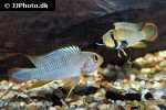 apistogramma panduro apistogramma panduro