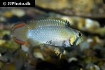 apistogramma panduro apistogramma panduro