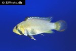 apistogramma panduro apistogramma panduro