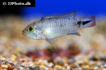 apistogramma panduro apistogramma panduro