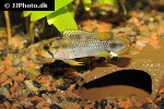apistogramma panduro apistogramma panduro