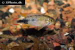 apistogramma panduro apistogramma panduro