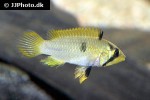 apistogramma panduro apistogramma panduro