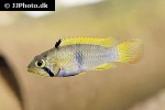 apistogramma panduro apistogramma panduro
