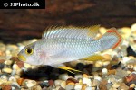 apistogramma panduro apistogramma panduro