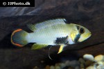apistogramma panduro apistogramma panduro
