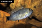 apistogramma pantalone apistogramma pantalone