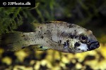 apistogramma pantalone apistogramma pantalone