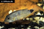 apistogramma pantalone apistogramma pantalone