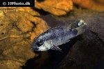 apistogramma pantalone apistogramma pantalone
