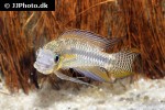 apistogramma paucisquamis apistogramma paucisquamis