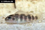 apistogramma paucisquamis apistogramma paucisquamis